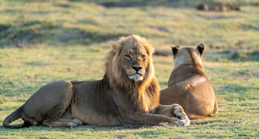 Güney Afrika & Viktoria Şelaleri & Botsvana Safari (1)