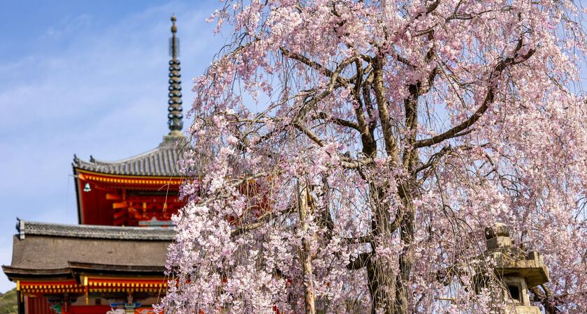 Sakura Zamanı; Japonya & Kore Turu